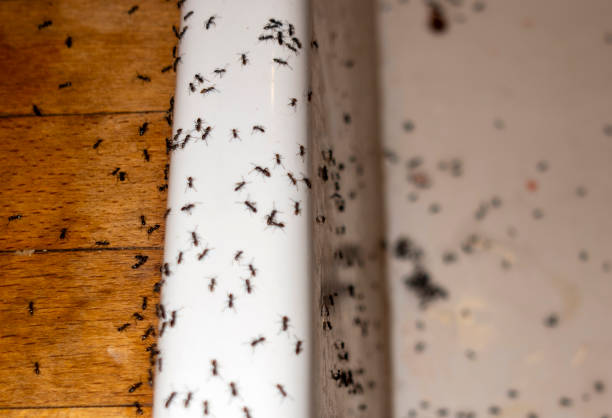 Best Rat Extermination Near Me  in South Deerfield, MA